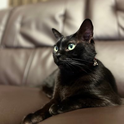 Tmgfuuug's profile picture. ワンワン欲しい旦那と、シロン欲しい娘がいる356スピードスターが欲しい人。娘の為にかっこよくなる。家族みんなで幸せに。好きな物には貪欲であれ。変な人なので絡む時は気をつけてください。あと、どう生きても人間嫌われるものなので、ありのままで生きております。