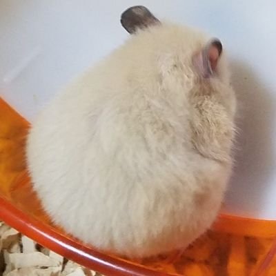 おびさんさんのプロフィール画像