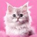 PawsOrWhiskers💙🐈🐈⬛🦮🐱🐾 (@pawsorwhiskers) Twitter profile photo PawsOrWhiskers💙🐈🐈⬛🦮🐱🐾 (@pawsorwhiskers) Twitter profile photo