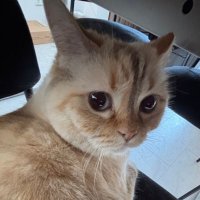 azer (@anaskenjk) 's Twitter Profile Photo