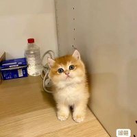 YHDENG (@yhdeng4) 's Twitter Profile