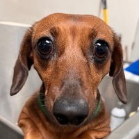 Sacha 🐾 (@lemonaidebrew) 's Twitter Profile