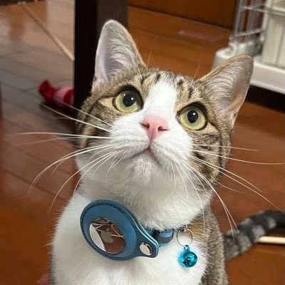 動物全般大好き❗️ お気に入りは、レッサーパンダとロバ、イヌ科動物❤️ 最近は、バードウオッチングにハマり中😁 その日見た鳥を記録がわりに呟いています。お気になさらず😅レッサーパンダ、動物園系の方を勝手にフォローさせていただいております🙇