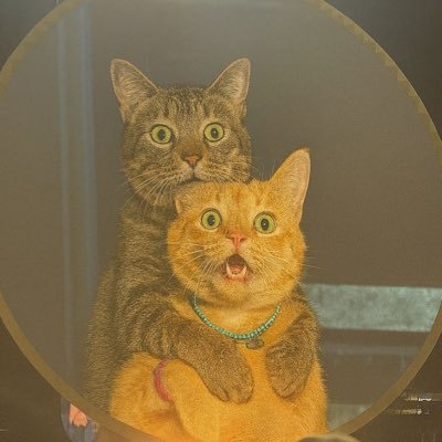 Look_Ob's profile picture. 我也管它娘不得 ，后门躲去看梅花。