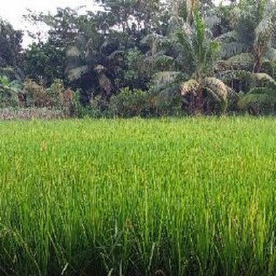 arahman_2005's profile picture. 