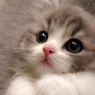 powa629's profile picture. スキンケア*⑅♥コスメ*⑅♥イエベ*⑅♥混合肌*⑅♥骨格ウェーブ*⑅♥ミュゼに通えなくて脱毛器を探し中