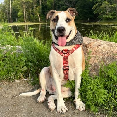 Rescue dog from Texas who found his way to the Great White North. Hope my silly little adventures give you a smile.