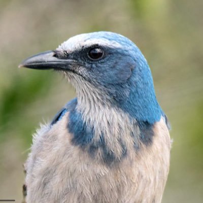 northern mockingbird