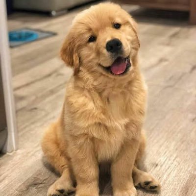 HackingRohan's profile picture. Software Developer
Reverse Engineer