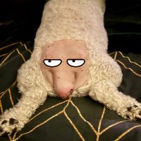 Grumpy Tail | $GRUMP (@grumpytailcoin) 's Twitter Profile