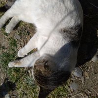 しづ (@sakana_158) 's Twitter Profile