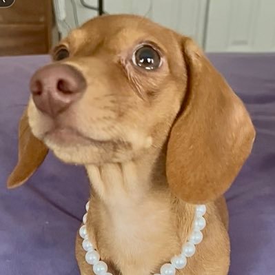 Bringing up my dachshund Rue Proud Democrat 🌻 🇺🇦 🇨🇦 🇲🇽 🇩🇰 🇵🇦 🇺🇸 Dum spiro spero, while I breathe, I hope.