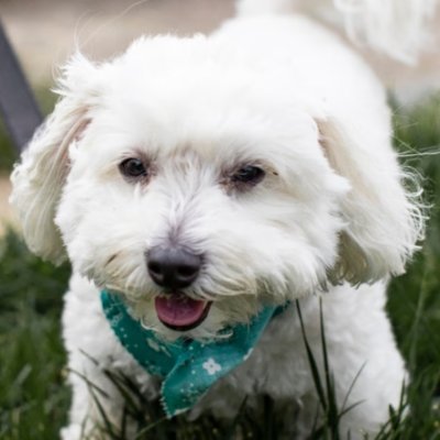 DavidSisk740899's profile picture. Happiness is a warm puppy.