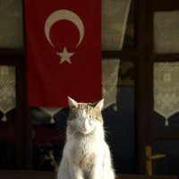 zeynep (@zeapsekturikk) 's Twitter Profile