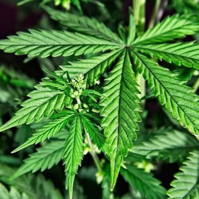 I sell different types of canabias and I also sell puppies and kittens we deliver in any country and states 🍁🐕🐈🐱