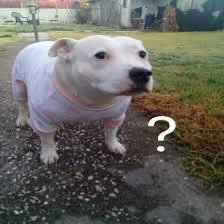 Poheexd's profile picture. 