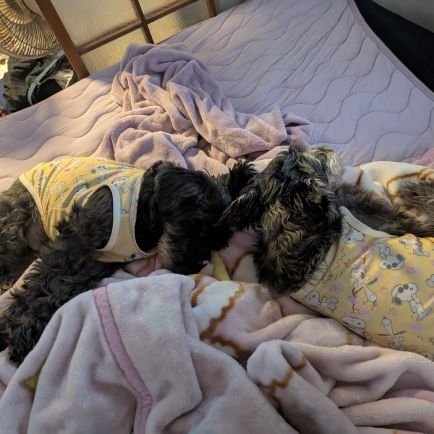 agehaDark's profile picture. ミニチュアシュナウザーの政宗と大和13歳と12歳になります。
そして私は後縦靭帯骨化症という指定難病発覚、そのせいで歩行障害が日々進行中、そして手の握力低下に痺れ。双極性障害に摂食障害に広汎性発達障害。糖尿病、脳にも何かあるようで、経過監査中。今は前向きにポジティブに生きるために頑張ります。