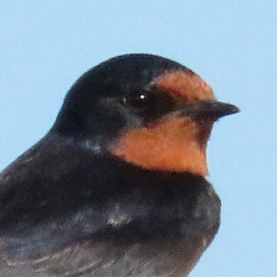 local swallow enthusiast
music, birds, and whatever ᓚᘏᗢ