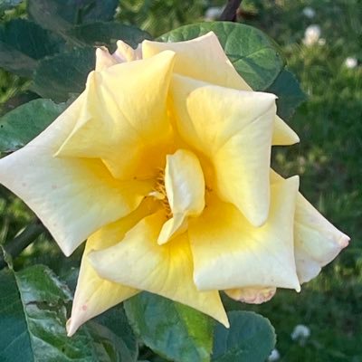 tillbutpriv's profile picture. @tillstar_ private for wacky whimsy