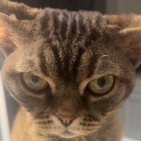 Floof Trouble (@fluffykitty2023) 's Twitter Profile