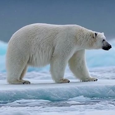 seekwise_ai's profile picture. 