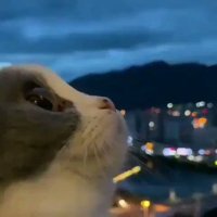 Mike (@nymikelol) 's Twitter Profile