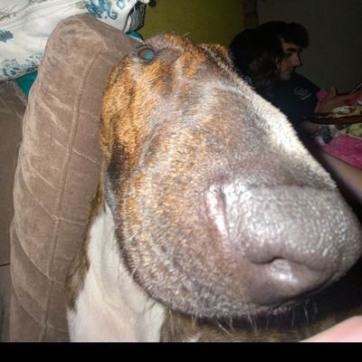 dnzdrafts's profile picture. 🎄