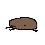 New_Zeal_kiwi's profile picture. Kiwi/Sometimes, NSFW comes up