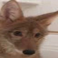 werewolf enjoyer (@akulasam83) 's Twitter Profile Photo werewolf enjoyer (@akulasam83) 's Twitter Profile Photo