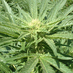 Marijuana Photos (@marijuanaphotos) Twitter profile photo Marijuana Photos (@marijuanaphotos) Twitter profile photo
