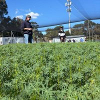 Loose Lupin Agros (@bestlupinagro) 's Twitter Profile Photo Loose Lupin Agros (@bestlupinagro) 's Twitter Profile Photo