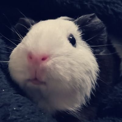 8/2男の子出産しました🦕 🐹モル㊚(なっちゃん/ヒカル/蘭丸)㊛(小春/めぐみ)モルカー好き🥕ぬい撮り🧸𓈒𓏸◌ メインアカウントログインできなくなったため、こちらに移動しました(TT)フォロバしてくださると嬉しいです😳