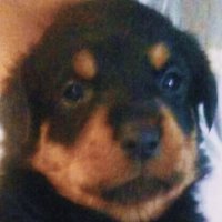 El cachorro del amor (@elcompacachorr0) 's Twitter Profile