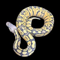 ใใใ่๐ (@goyasnake) 's Twitter Profile