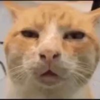 LangShen (@zhoziyng8) 's Twitter Profile