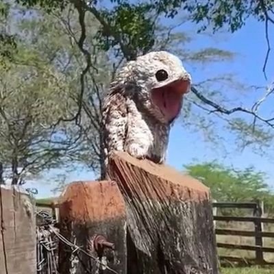 oscine's profile picture. I'm a spook ...