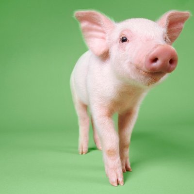 @TheYieldPig