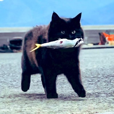 neeepu888's profile picture. 忍者CODEさんでRubyコースのお勉強始めました🥷転職目指して頑張ります！Ruby/Java/ITパスポート