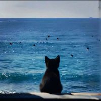 pishii (@combat520) 's Twitter Profile