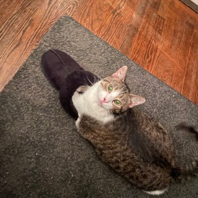 zsammiie's profile picture. meow