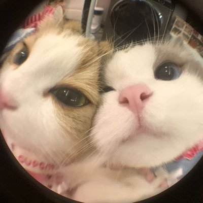 그리움에 잠식당한 고양이 한 마리… 이름은 비밀, 증상은 ‘원우 중독증’. 잊지 못할 이름과 함께 숨 쉬는 중.
