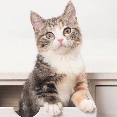 ghligtx's profile picture. 猫ちゃん大好き🐈‍⬛