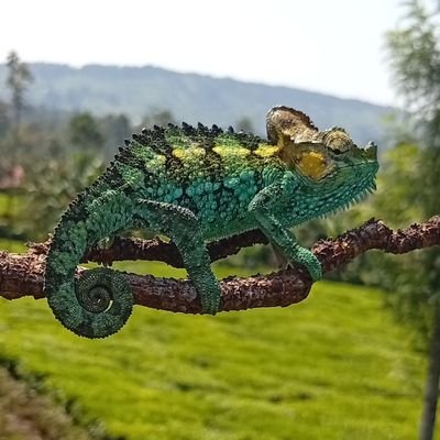 enockdavid83667's profile picture. smart guy 🙏🙏