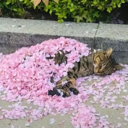ฅ^._.^ฅ – (⋟﹏⋞)さんのプロフィール画像