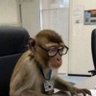 asahelcode's profile picture. Backend