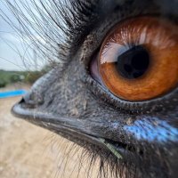TarboTickler (@tarbotickler) 's Twitter Profile