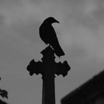 pintero Profile
