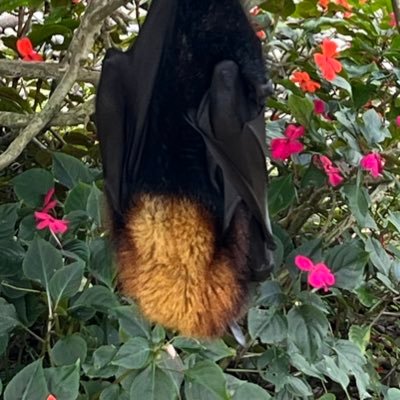 UMAcuration's profile picture. observations