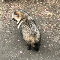 しま (@shimashimaito) 's Twitter Profile Photo しま (@shimashimaito) 's Twitter Profile Photo