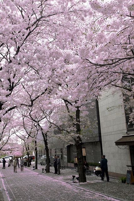 kawai802's profile picture. シノンと初音ミク大好き人間 ケモ耳大好き 欲しいものリストhttps://t.co/prbB9MWlsL